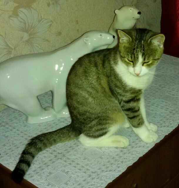 Кот Кокос. История одной сильной и независимой )