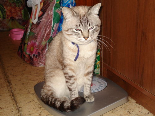 Котовторник!