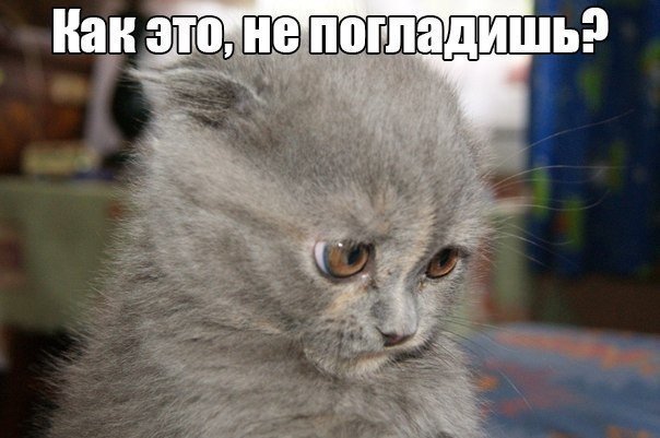 Прикольные животные