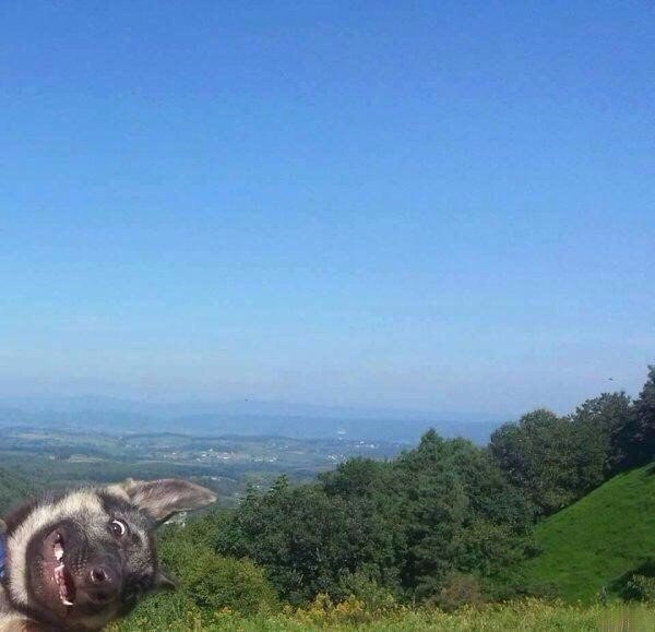 Самые смешные животные