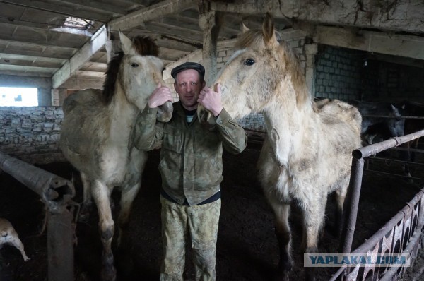 Живодерки из Хабаровска