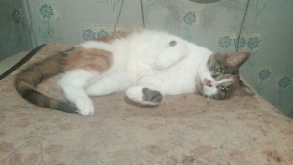 Котовторник  14.11.2017