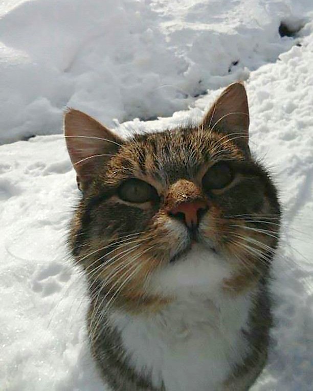 Котовторник 13.03.2018