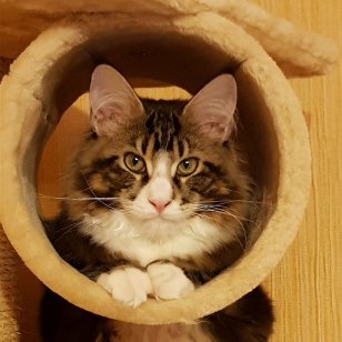 Фотобомбы котов