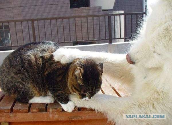 Котомет на вторник (02.04.08)