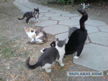 Котовторник на ЯПлакалъ