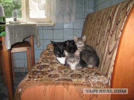Выходные у кота
