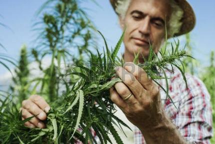 В Канаде открылась вакансия «ценителя марихуаны»