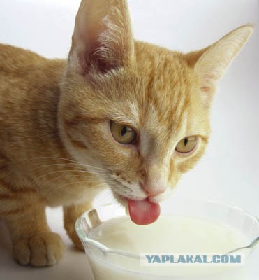 Котовторник. А как же?!