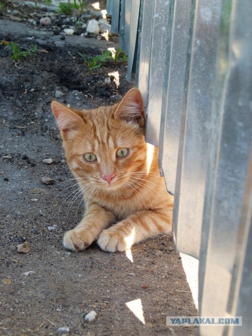 Котовторник