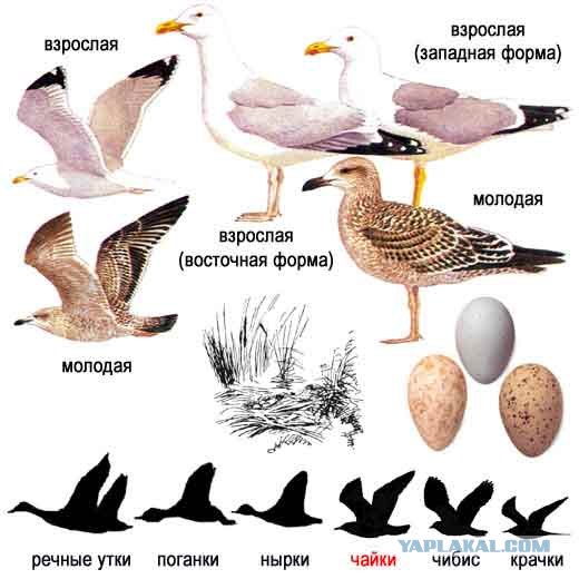 Они бывают прикольные... когда не срут на голову