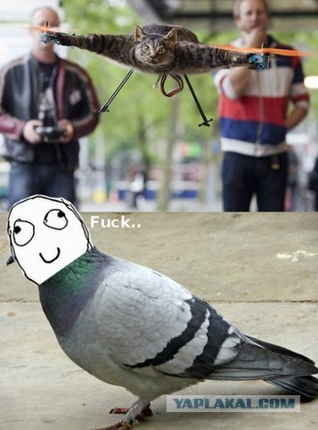 Кот-квадролет из Голландии