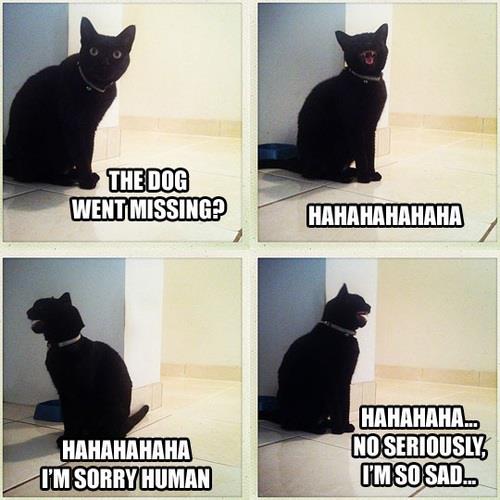 Котовторник  21.08.12