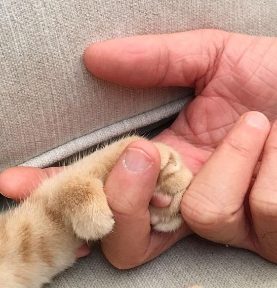 Прикольных котов пост