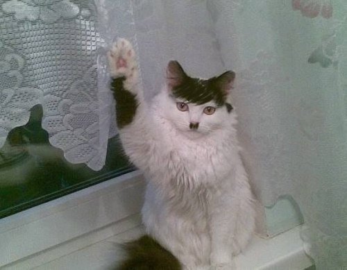 Аватары на заказ