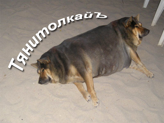 Фотожаба: О чем же думает собака?....