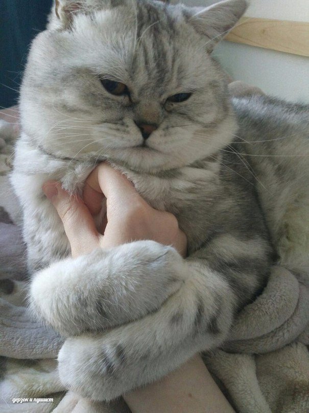 Эти забавные животные
