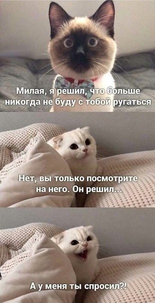 Картинки с котами и про котов