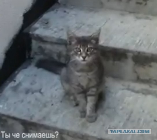 СтопКот (Кошачий СтопХам)