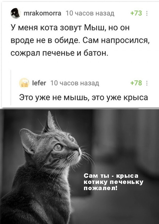Забавные комментарии из социальных сетей 19.07.21
