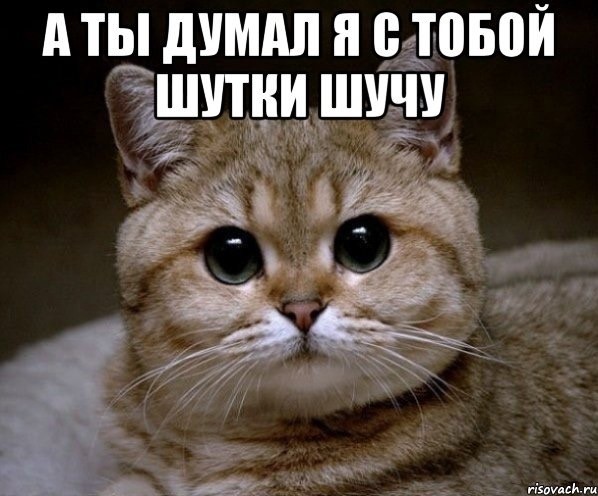 Кобра нападает на дом кота