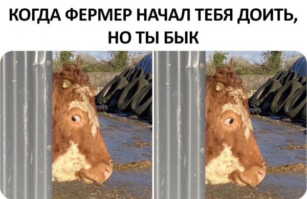 Картинки и мемы для настроения 19.08.2021