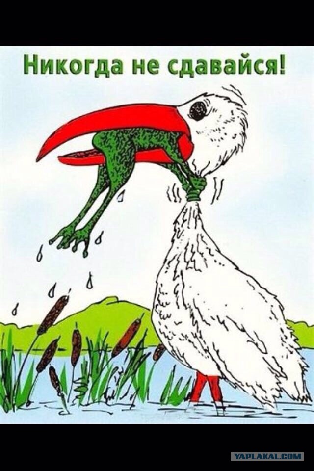 Никогда не сдавайся картинка лягушка и цапля оригинал