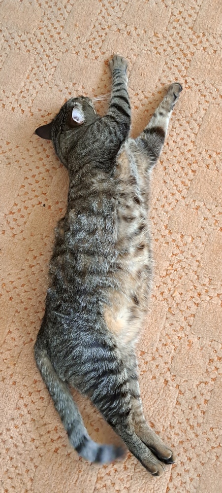Котовторник 18.10.22