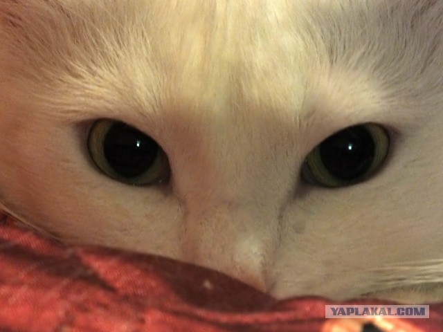 Кошачья пантомима