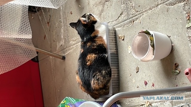 Ловушки для котов
