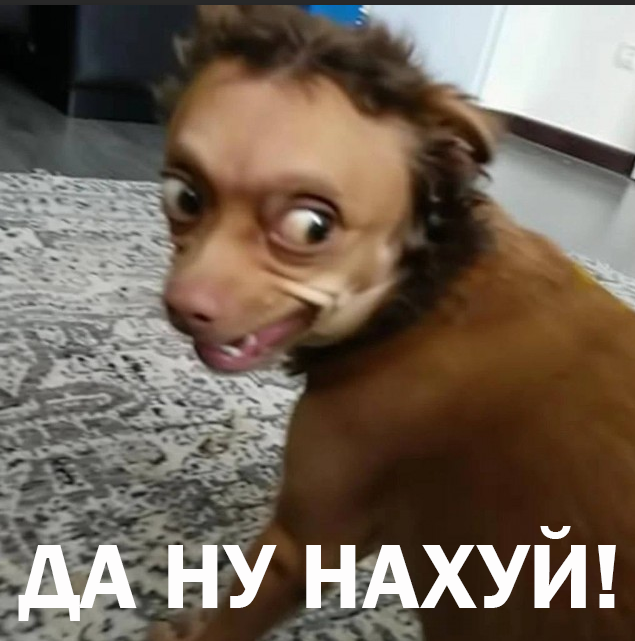 Заведи себе чихуахуа, говорили они