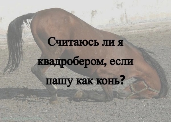 У меня лапки