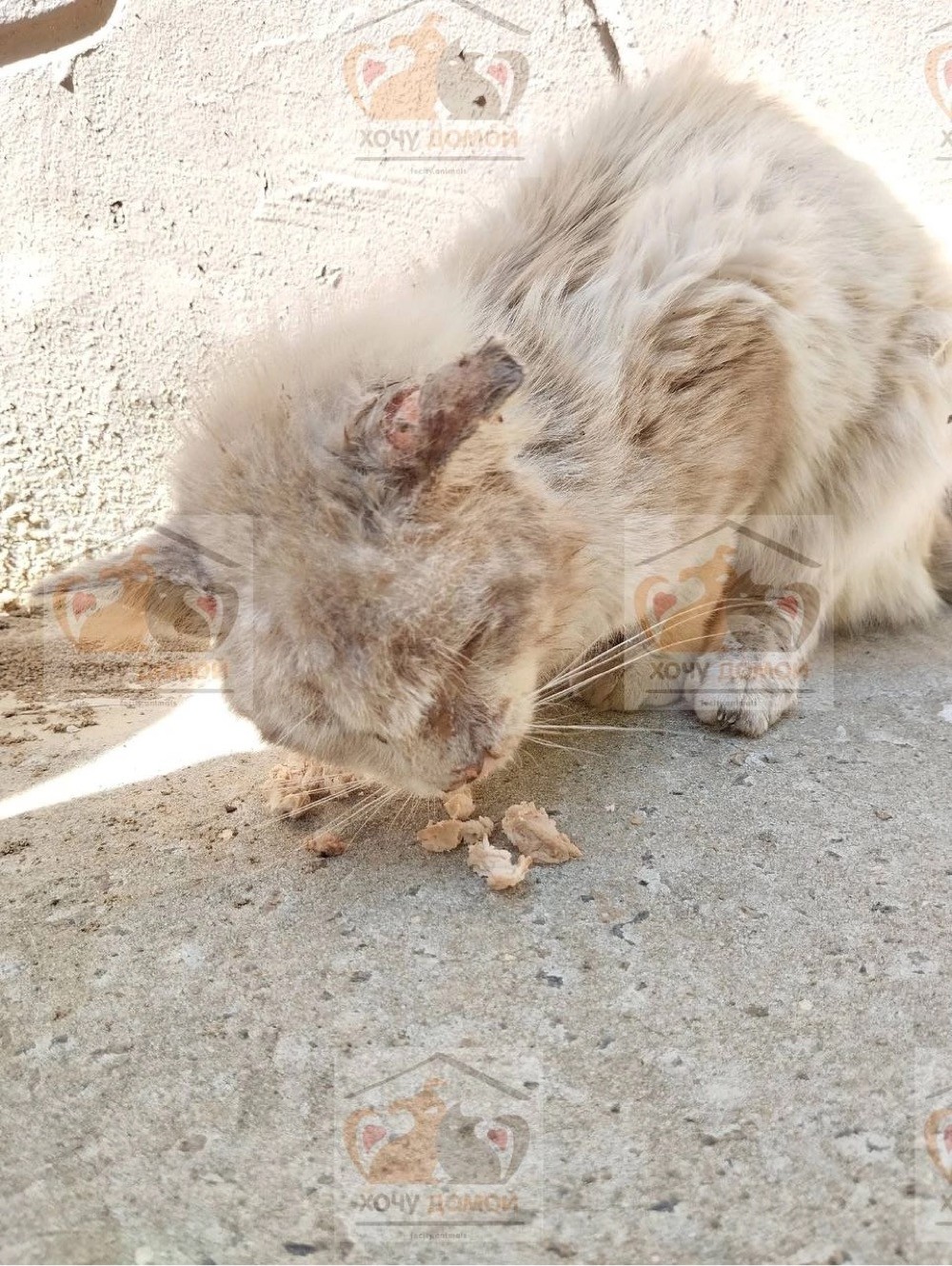 Кот Сириус и его преображение в приюте