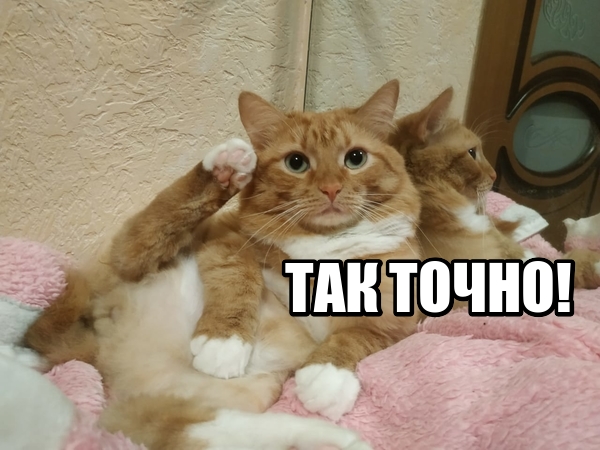Тест на интеллект питомцев