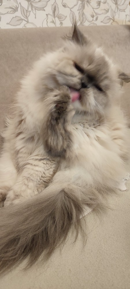 Котовторник