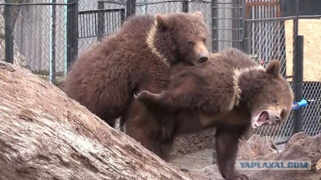 Шутник, блин