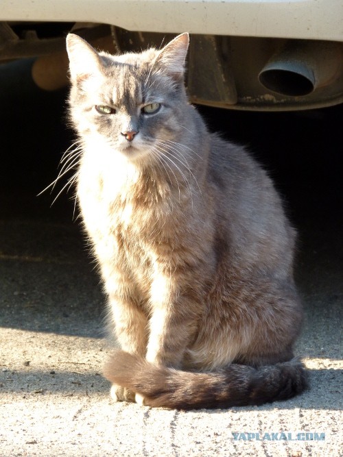 Котовторник 23.07.2013