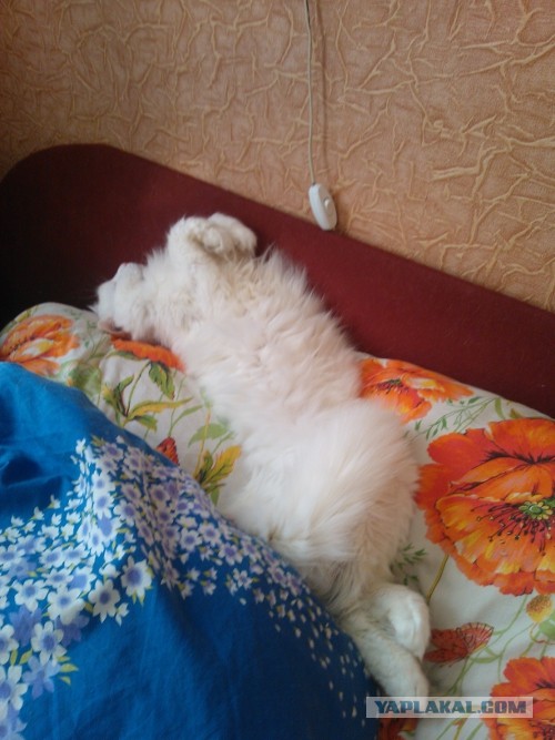 Котовторник  30.07.2013