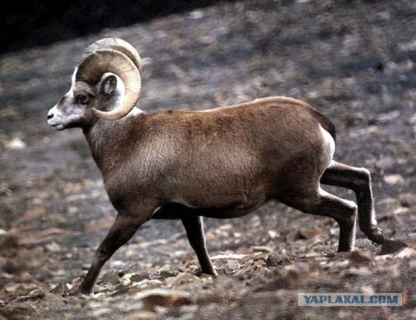 Чем кормят детей в школах разных стран?