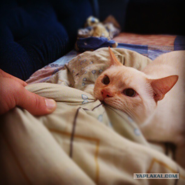 Котовторник 09.09.2014