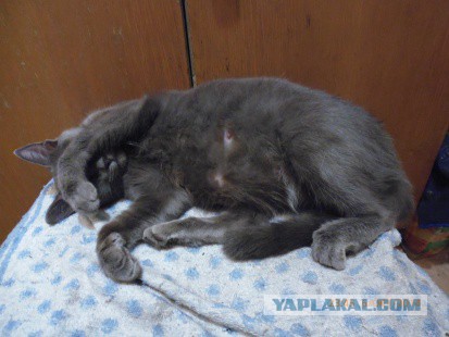 Котовторник 7.10.2014