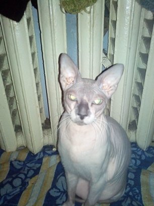 Кот. Просто кот
