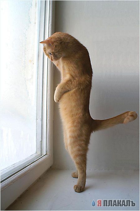 Коты, кошки, котята
