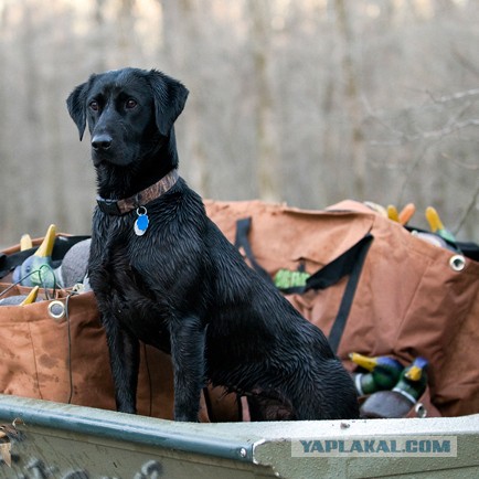 Собакочетверг