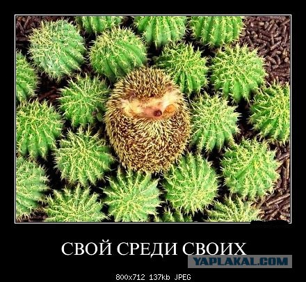 Демотиваторы на пятницу!