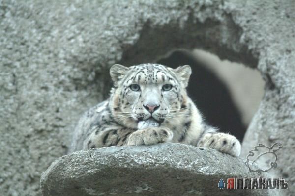 ДИКИЕ КОШКИ