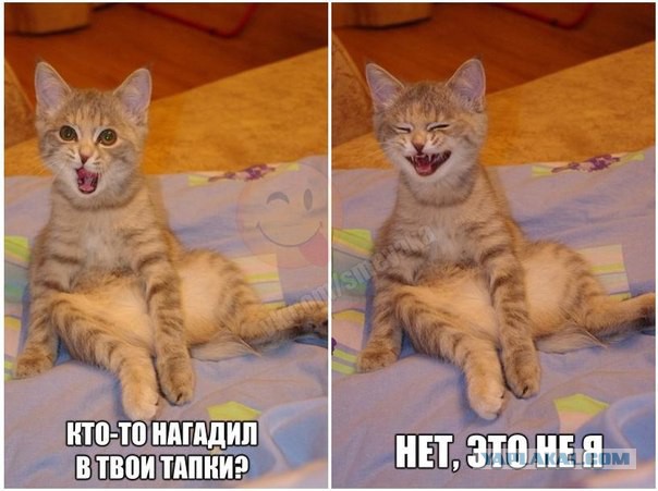 Смешные картинки