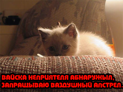 Вторничный котомёт!