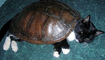 Вещи на моем кошаке!