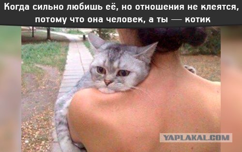 Весёлые картинки